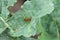 Turnip sawfly - Athalia colibri or rosae on a rapeseed plant.