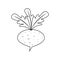 Turnip sketch clipart black and white. Linear and outline vector drawing. Isolated illustration on white background.