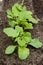 Turnip sprout in vegetable garden