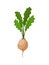 Turnip vegetables growing. Plant showing root structure. Farm product for restaurant menu or market label. Organic and