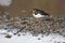 Turnstone