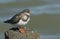 A Turnstone Arenaria interpres perched on a post at high tide.