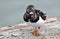 Turnstone bird