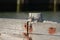 Turnstone bird walks along beach groyne