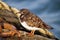 Turnstone At The Harbour