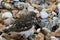 Turnstone (juveniles) (Arenaria interpres)