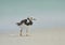 A turnstone looks for a stone