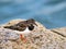 Turnstone At Lyme Regis Harbour