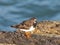 Turnstone At Lyme Regis Harbour