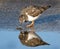 Turnstone, small wader, looking for food.