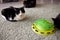 Turntable Cat Toy three layer. Funny Pet Toys Cat Crazy Ball Disk. Plate Play Disc Trilaminar.selective focus.