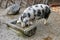 The Turopolje Pig, European white sow pig with black spots drink