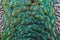 Turqoise ornament peacock close up feathers