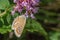 Turquoise Blue Polyommatus dorylas