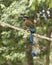 Turquoise-browed marmot, perched on a rope line