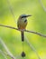 Turquoise browed motmot bird perched on branch.