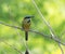 Turquoise browed motmot bird perched on branch.