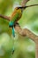 Turquoise-browed motmot - Eumomota superciliosa also Torogoz, colourful tropical bird Momotidae with long tail, Central America