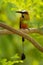 Turquoise-browed motmot - Eumomota superciliosa also Torogoz, colourful tropical bird Momotidae with long tail, Central America