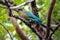 Turquoise-browed Motmot (Eumomota superciliosa) in San Salvador, El Salvador