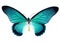 Turquoise butterfly