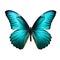 Turquoise butterfly isolated on transparent white background, beautiful butterfly with turquoise blue wings flying over white