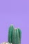 Turquoise cactus on pastel purple background