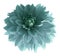 Turquoise dahlia flower isolated on white background with clipping path. Closeup no shadows.