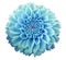 Turquoise Dahlia flower, white background isolated with clipping path. Closeup.