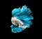 Turquoise dragon siamese fighting fish, betta fish isolated on b