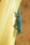 Turquoise dwarf gecko
