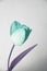 Turquoise edited tulip in front of a light wall