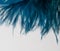 Turquoise feather of an angel, isolated background