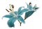 Turquoise flowers lily on white isolated background with clipping path no shadows. Closeup.