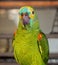 Turquoise-Fronted Amazon Parrot