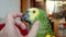 Turquoise-fronted amazon parrot Amazona aestiva enjoys cuddling by human hand in 4K VIDEO.