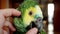 Turquoise-fronted amazon parrot Amazona aestiva enjoys cuddling by human hand in 4K VIDEO.