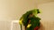 Turquoise-fronted amazon parrot Amazona aestiva enjoys shower in bathroom in 4K VIDEO. Green pet bird takes bath in water drops