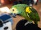 Turquoise-fronted amazon parrot. Cute green friendly pet bird sitting on knee of its owner.