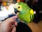 Turquoise-fronted amazon parrot enjoys free movement around the apartment. Cute green friendly pet birdg