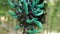 Turquoise jade vine emerald high definition stock footage