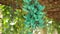 Turquoise Jade Vine Emerald High Definition Stock Footage