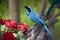 Turquoise Jay Cyanolyca turcosa in the cloud forest in Ecuador