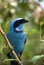 Turquoise Jay - Mindo Cloud Forest - Ecuador