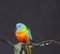 Turquoise parrot