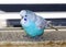 Turquoise parrot, Neophema pulchella