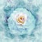 A turquoise rose flower on light turquoise  floral background.  Rose petals around the flower.  Flower in curls of smoke.