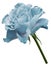 Turquoise rose. Flower on a white isolated background with clipping path. Close-up. no shadows. Shot of white-turquoise flowe