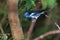 Turquoise tanager