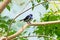 Turquoise Tanager Bird On Branch